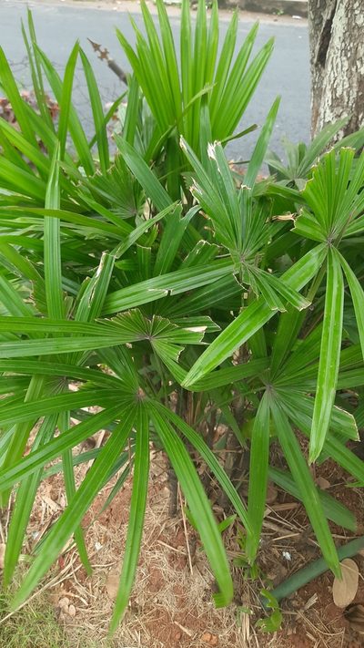 Rhapis excelsa, photographed by Raja bandi