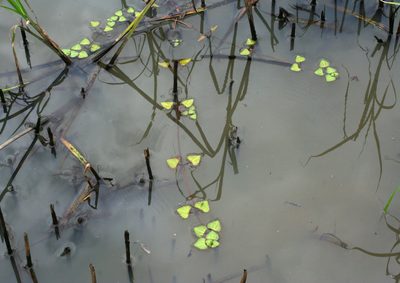 Trapella sinensis, photographed by Oleg Kosterin