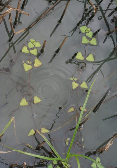 Trapella sinensis, photographed by Oleg Kosterin