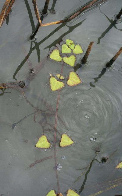 Trapella sinensis, photographed by Oleg Kosterin