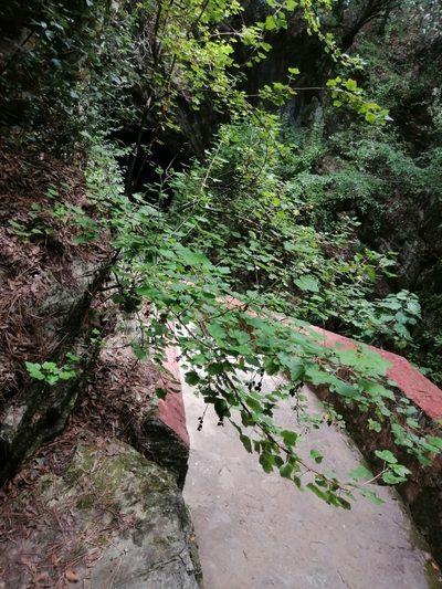 Ribes ciliatum, photographed by Erick Vélez Sánchez