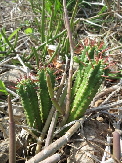 Euphorbia mammillaris, photographed by Christiaan Viljoen