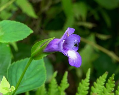 Torenia asiatica, photographed by Rejoice Gassah