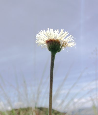Erigeron longipes, photographed by Carlos Martorell