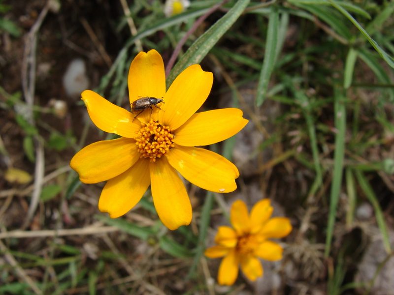 Zinnia angustifolia, photographed by Alexis López Hernández