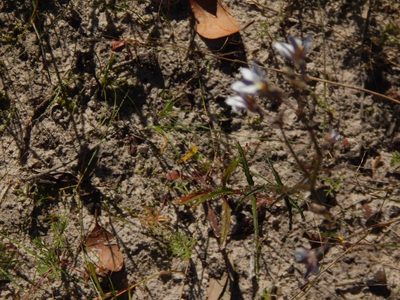 Nemesia bicornis, photographed by melda