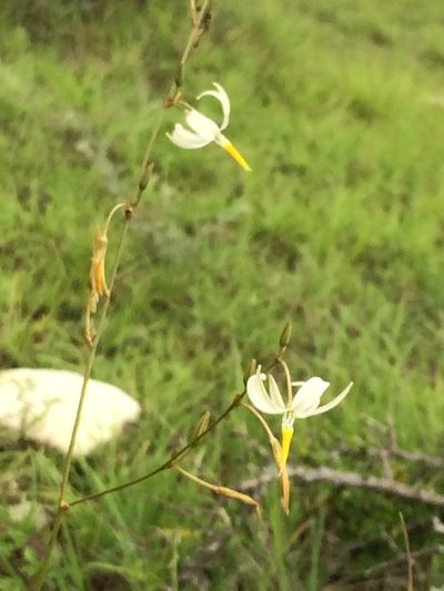 Echeandia parviflora, photographed by Carlos Martorell