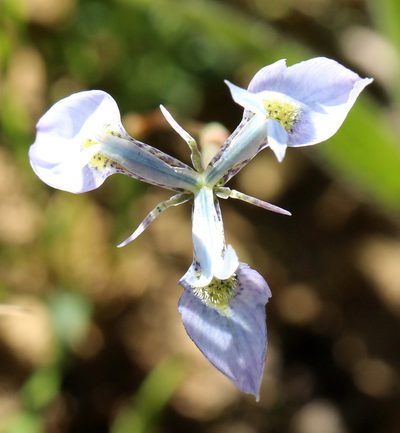 Moraea mutila, photographed by Cecile Roux
