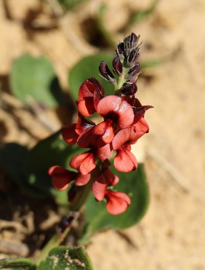 Indigofera discolor, photographed by Cecile Roux