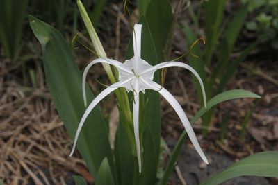 Hymenocallis harrisiana, photographed by Juan Cruzado Cortés