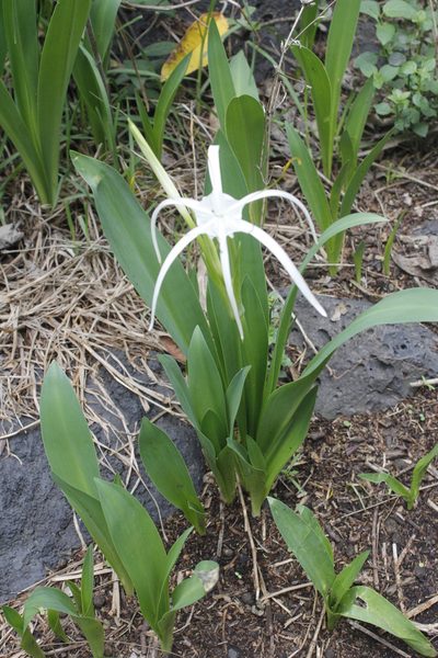 Hymenocallis harrisiana, photographed by Juan Cruzado Cortés