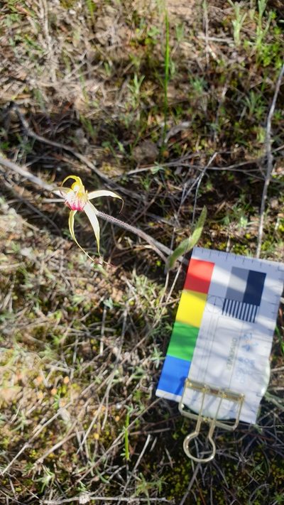Caladenia stellata, photographed by Rosalie Lawrence