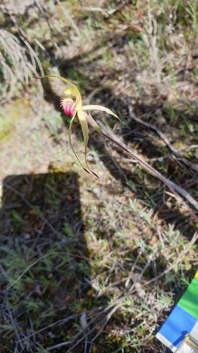 Caladenia stellata, photographed by Rosalie Lawrence