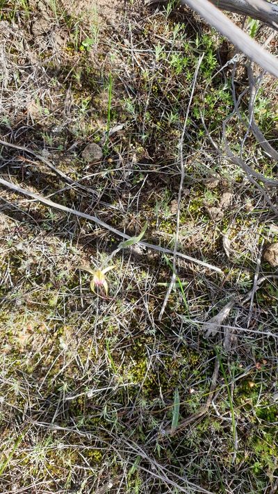 Caladenia stellata, photographed by Rosalie Lawrence