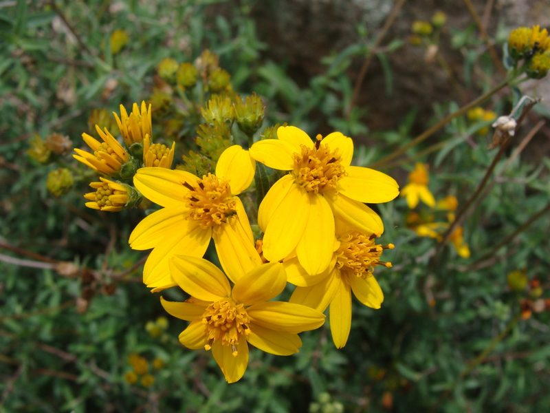 Perymenium mendezii, photographed by Alexis López Hernández