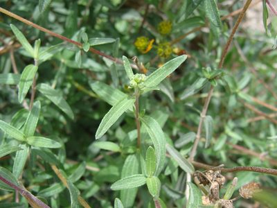 Perymenium mendezii, photographed by Alexis López Hernández