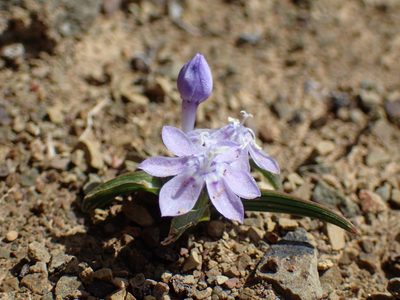 Lapeirousia plicata, photographed by Mahomed Desai