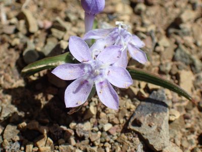 Lapeirousia plicata, photographed by Mahomed Desai