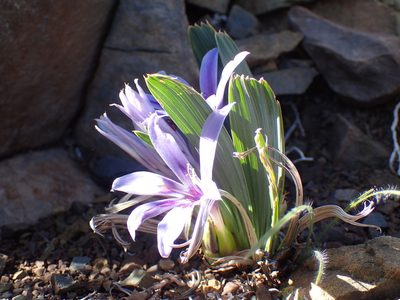 Babiana cuneata, photographed by Mahomed Desai
