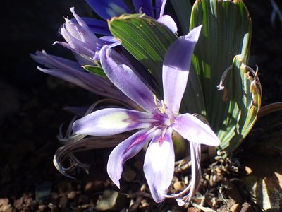 Babiana cuneata, photographed by Mahomed Desai