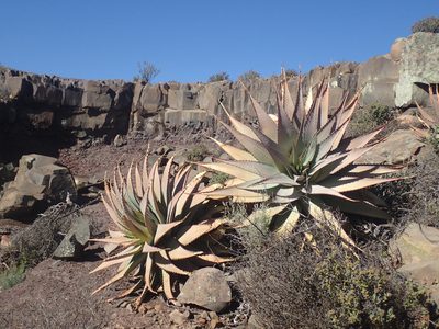 Aloe glauca, photographed by Mahomed Desai