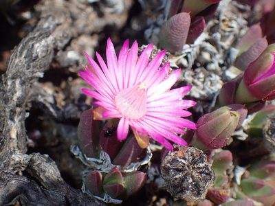 Antimima loganii, photographed by Mahomed Desai