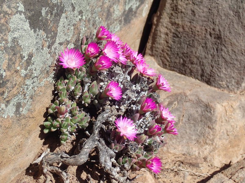 Antimima loganii, photographed by Mahomed Desai