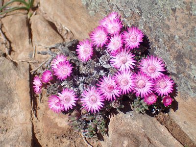 Antimima loganii, photographed by Mahomed Desai