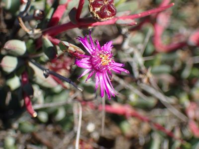 Ruschia intricata, photographed by Mahomed Desai