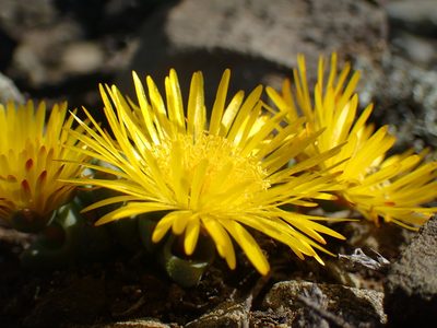 Cheiridopsis namaquensis, photographed by Mahomed Desai