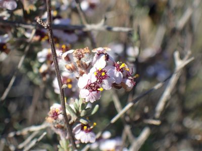 Eriocephalus grandiflorus, photographed by Mahomed Desai