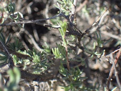 Eriocephalus grandiflorus, photographed by Mahomed Desai