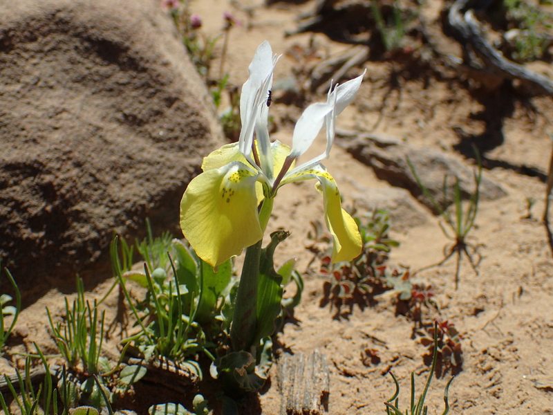 Moraea flava, photographed by Mahomed Desai
