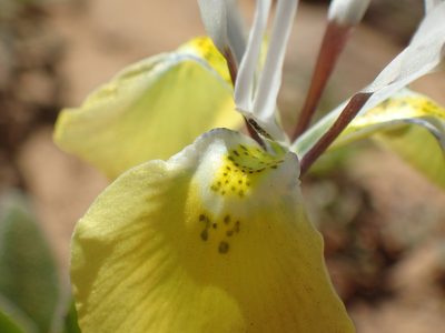 Moraea flava, photographed by Mahomed Desai
