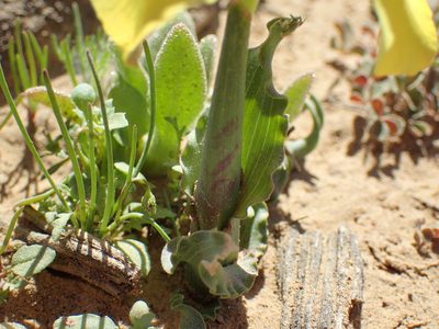 Moraea flava, photographed by Mahomed Desai