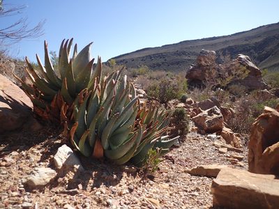 Aloe comptonii, photographed by Mahomed Desai