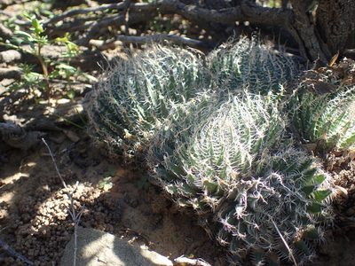 Haworthia arachnoidea, photographed by Mahomed Desai