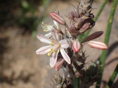 Trachyandra thyrsoidea, photographed by Mahomed Desai