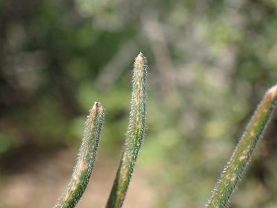 Trachyandra thyrsoidea, photographed by Mahomed Desai