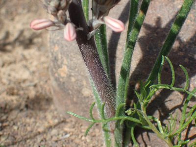 Trachyandra thyrsoidea, photographed by Mahomed Desai