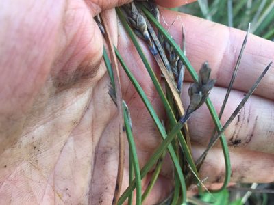 Lepidosperma australe, photographed by nick_goldwater