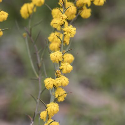 Acacia continua, photographed by Kym Nicolson