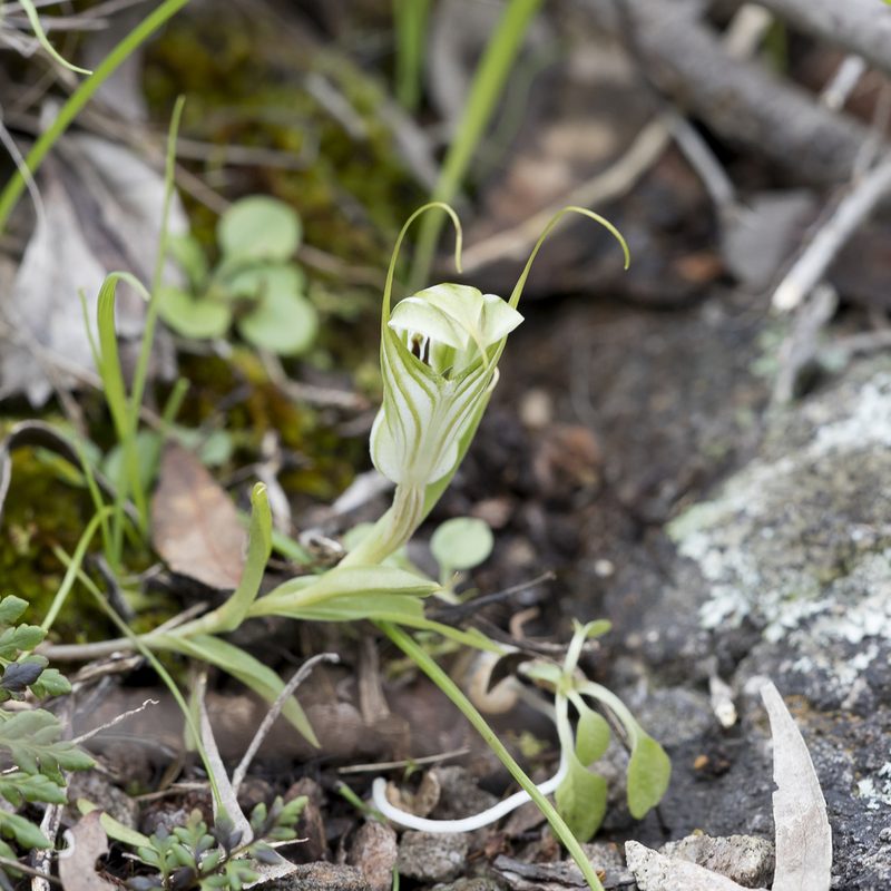 Pterostylis robusta, photographed by Kym Nicolson