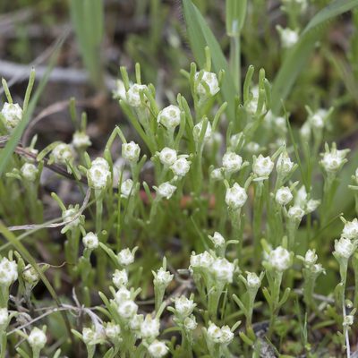 Blennospora drummondii, photographed by Kym Nicolson