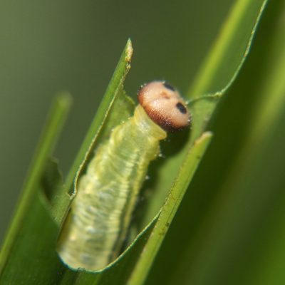 Licuala spinosa, photographed by Gerard Chartier