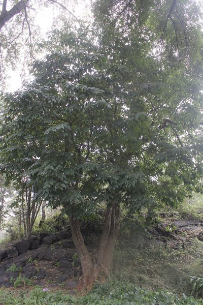 Morus celtidifolia, photographed by Juan Cruzado Cortés