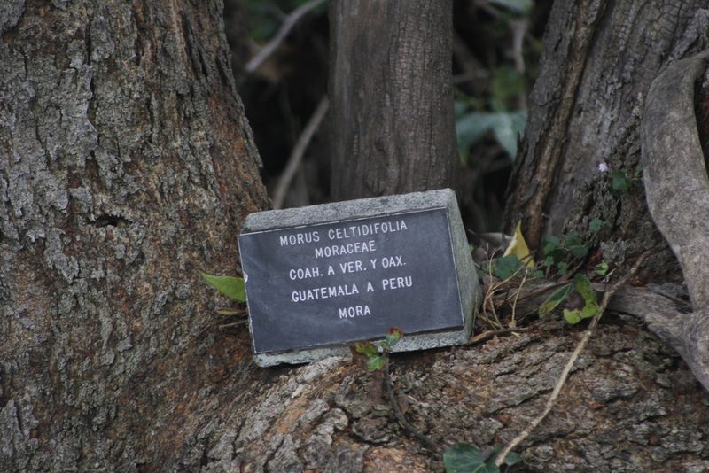 Morus celtidifolia, photographed by Juan Cruzado Cortés