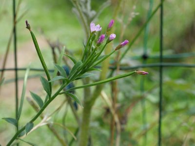 Epilobium parviflorum, photographed by Wolfgang Jauch
