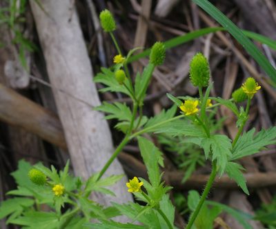 Ranunculus pensylvanicus, photographed by Mary Krieger