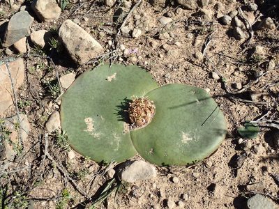 Massonia depressa, photographed by Mahomed Desai